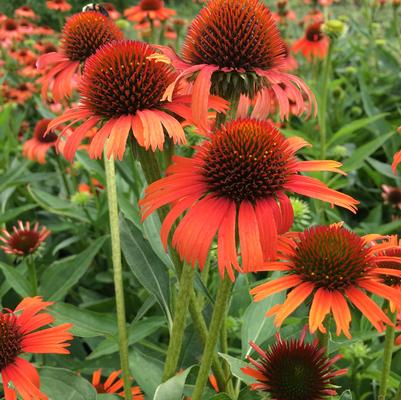 Echinacea Sombrero® Sombrero Adobe Orange