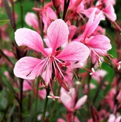 Gaura Siskiyou Pink