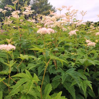 Filipendula pur. Elegans