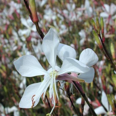 Gaura Whirling Butterfly