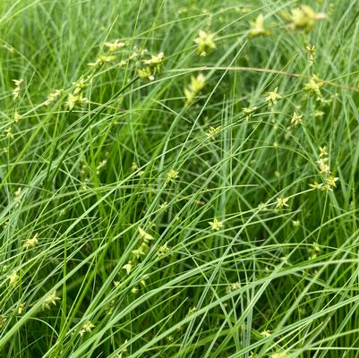 Carex appalachica 