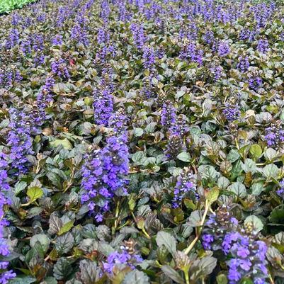 Ajuga Bronze Beauty