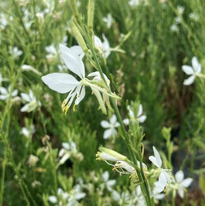 Gaura So White