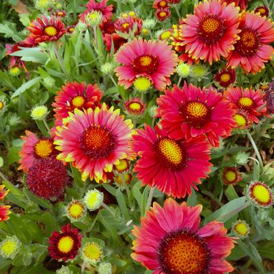 Gaillardia Arizona Red Shades