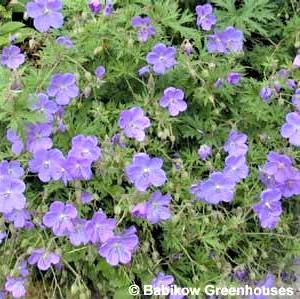 Geranium Brookside