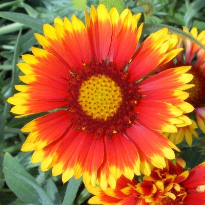 Gaillardia Arizona Sun