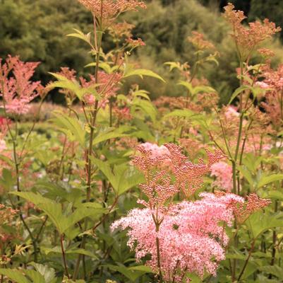 Filipendula pur. Venusta Magnifica