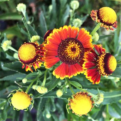 Helenium Helena Red Shades