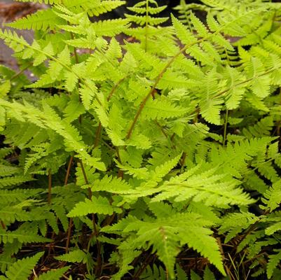 Athyrium felix femina 