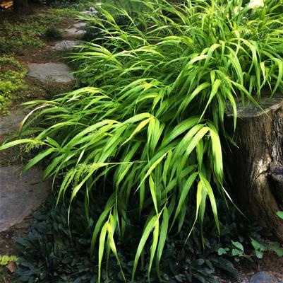 Hakonechloa macra 