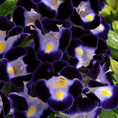 Torenia Kauai Deep Blue