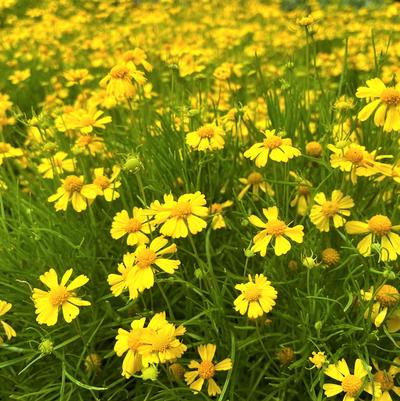 Helenium Dakota Gold