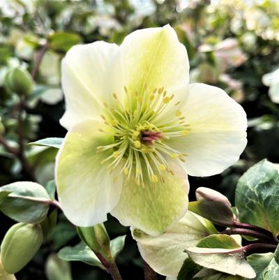 Helleborus FrostKiss Frostkiss Molly's White