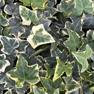 Hedera Helix Goldchild