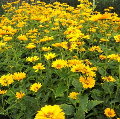 Heliopsis hel. Sommersonne