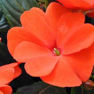 Impatiens New Guinea Sonic Orange