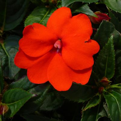 Impatiens SunPatiens Compact Electric Orange