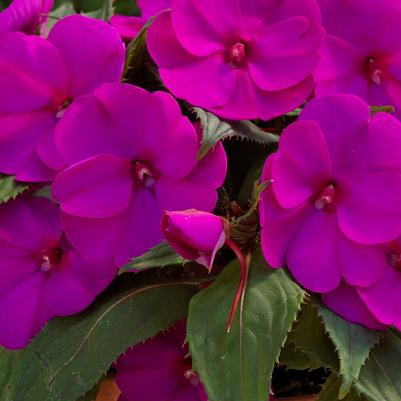 Impatiens SunPatiens Compact Purple