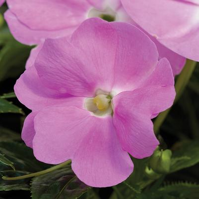 Impatiens New Guinea Sonic Lavender Light