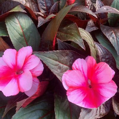 Impatiens New Guinea Sonic Sweet Cherry