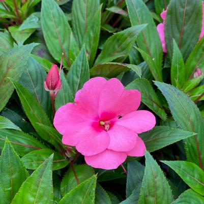 Impatiens New Guinea Sonic Pink