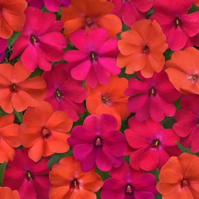 Impatiens Solarscape Voodoo Mix