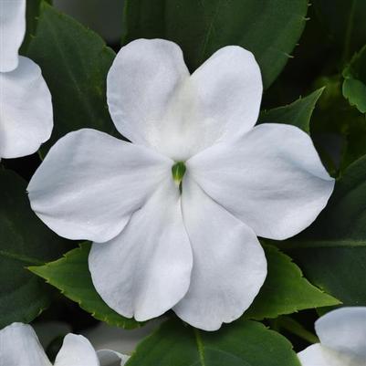 Impatiens Beacon White