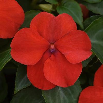 Impatiens Beacon Bright Red