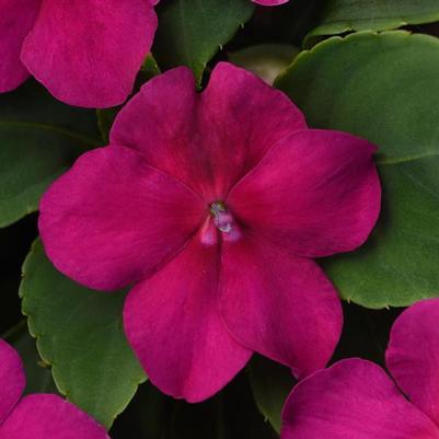 Impatiens Beacon Violet Shades