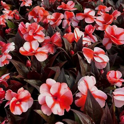 Impatiens New Guinea Sonic Sweet Orange