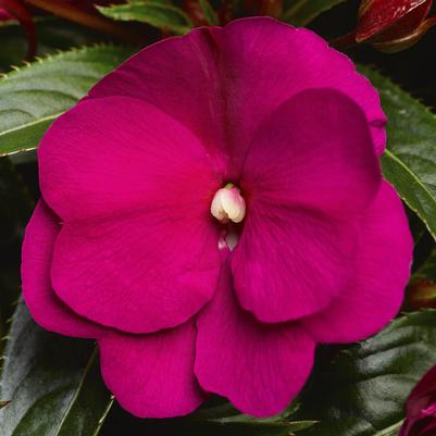 Impatiens New Guinea Sonic Deep Purple