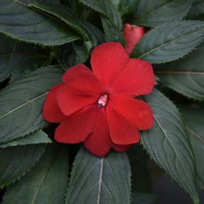 Impatiens New Guinea Sonic Deep Red