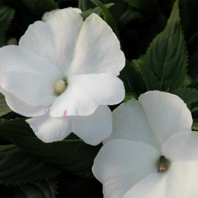 Impatiens New Guinea Sonic White