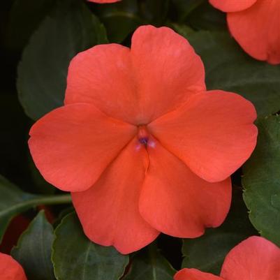 Impatiens Beacon Salmon