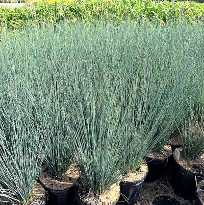 Juncus Color Grass Blue Dart