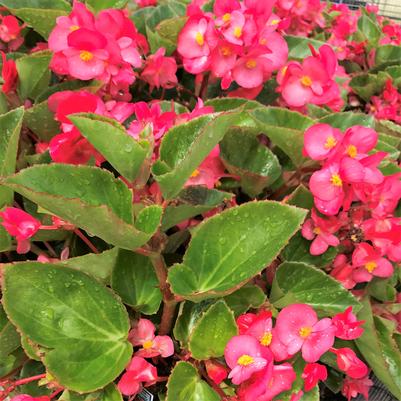 Begonia Big Rose with Green Leaf