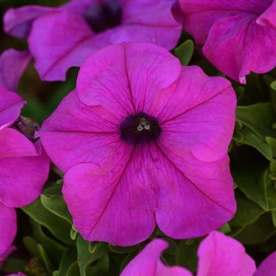 Petunia Pretty Grand Violet