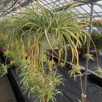 Chlorophytum Variegated Variegated Spider