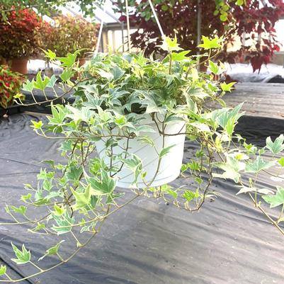 Mixed Ivy Hanging Basket 