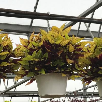 Coleus Hanging Basket 