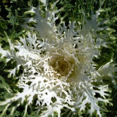 Kale Peacock White