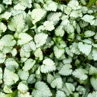 Lamium mac. Beacon Silver