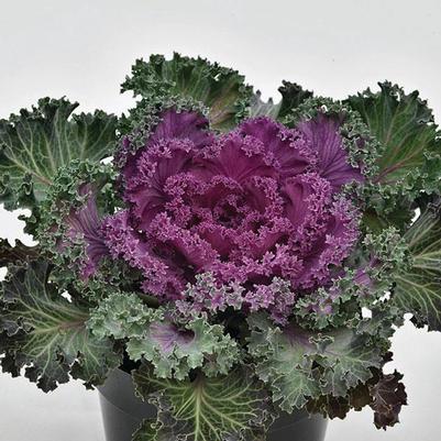 Kale Nagoya Red