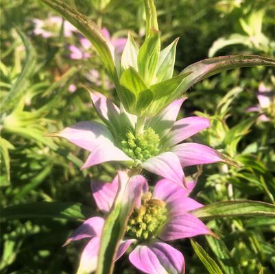 Monarda punctata 