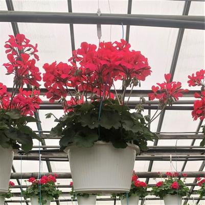 Ivy Geranium Hanging Basket- Assorted Colors 