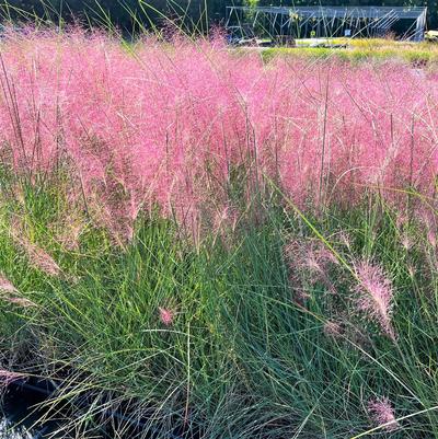 Muhlenbergia capillaris 