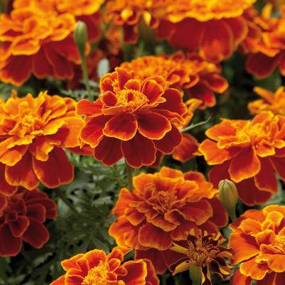 Marigold Safari Scarlet