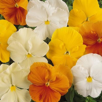 Pansy Matrix Citrus Mix