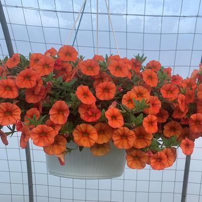 Calibrachoa Hanging Basket 