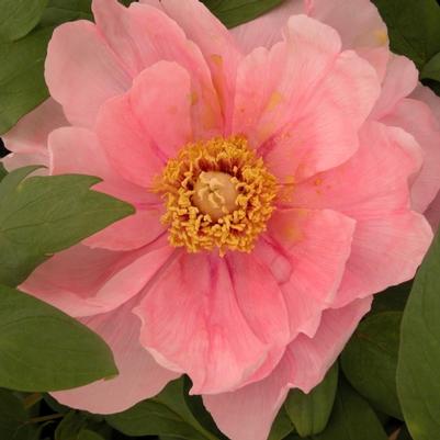 Paeonia suffruticosa assorted colors 